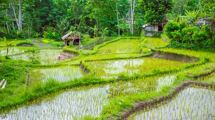 Fototapeten Hut in Lush green Rice tarrace in Sidemen, Bali, Indonesia © Igor Tichonow