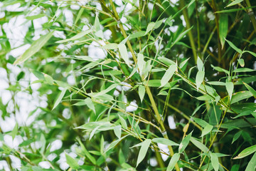 Arrière plan végétal feuilles de bambou