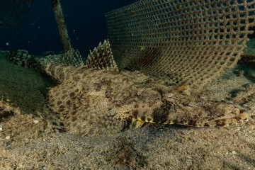 Fish swim in the Red Sea, colorful fish, Eilat Israel