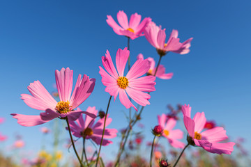 Pink cosmos flower on blue sky background