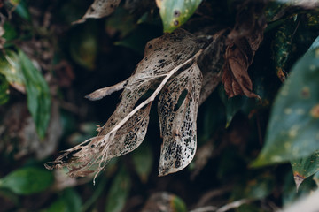 Dried leaves on a tree