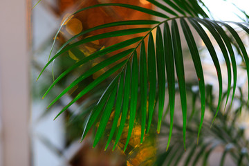 Decorative Areca palm in interior of room - Image