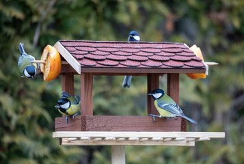 beautiful small garden bird great tit - Parus major and Eurasian blue tit - Cyanistes caeruleus, feeding in winter time in bird feeder. Winter day on garden