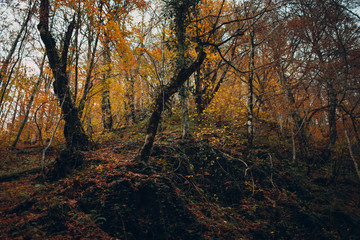 autumn forest with orange leaves