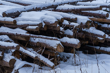 Logs in a pile covered with snow, partially rotted