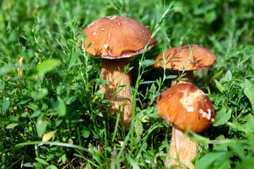 Mushrooms in the Grass