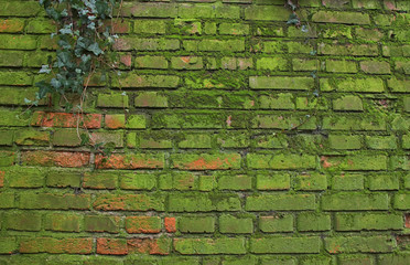 Background of old brick wall covered with moss