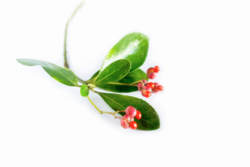 Features Holly and berries