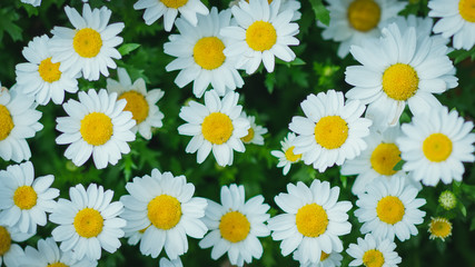 COSMOS