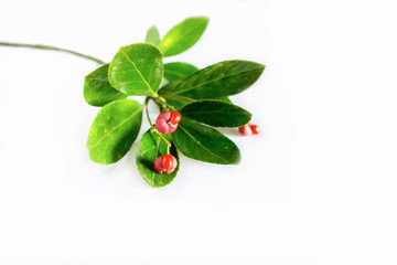 Features Holly and berries