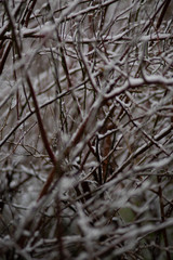 branches of a tree in winter