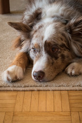 Hund Australian Shepherd