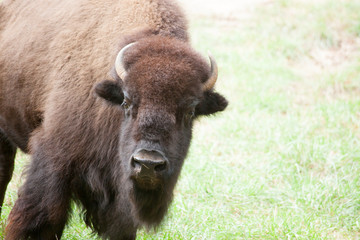 Fototapeta premium American Buffalo in a field