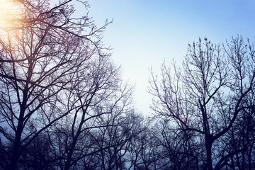 Image of winter bare trees at twilight time