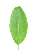 banana leaf isolated on white background