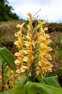 Flowers of Kahili ginger (Hedychium gardnerianum), Sao Miguel, Azores, Portugal