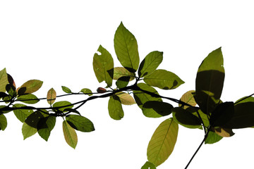 Green tree branch isolated on white background