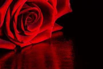 close up of red rose flower on red background, red abstract background, soft red rose petals
