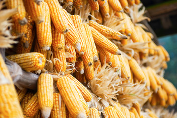 Harvested maize cob