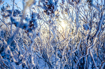 In winter, the bushes are covered with frost. Frost and snowflakes on plants.Snow and winter in the forest on the bushes.
