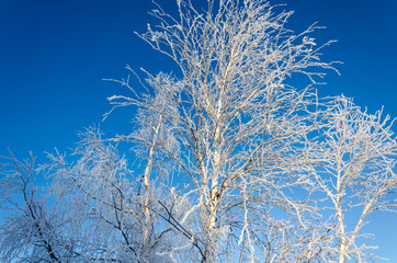 Birch in winter is covered with white frost. Snow and frost on the tree.