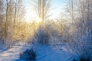 Forest in winter.Trees and bushes in frost and ice crystals.Sunny frosty day.