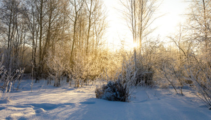 Forest in winter.Trees and bushes in frost and ice crystals.Sunny frosty day.