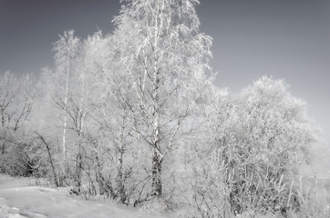 Birch in frost in winter on the shore of the lake. Snow crystals on the branches of the tree.