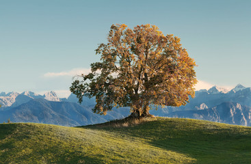 Baum mit Alpenblick