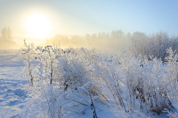 In winter, the bushes are covered with frost. Frost and snowflakes on plants.Snow and winter in the forest on the bushes.