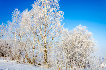 Birch in frost in winter on the shore of the lake. Snow crystals on the branches of the tree.