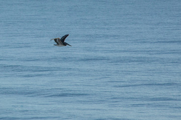Fototapeta na wymiar Pelican flying in the sky