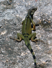 Iguana on a Rock