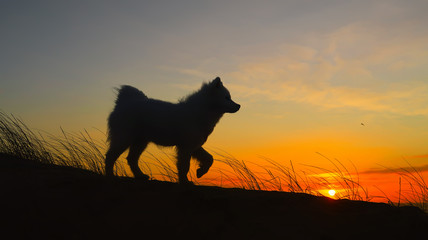 Fototapeta na wymiar samoyed dog on the beach at sunset