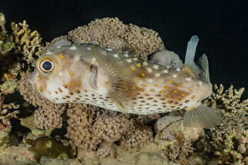 Fish swim in the Red Sea, colorful fish, Eilat Israel © yeshaya
