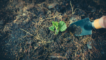 Tree planting equipment and Red bucket watering the plants over blurred green nature background.growing plant for save the earth concept.World environment day concept