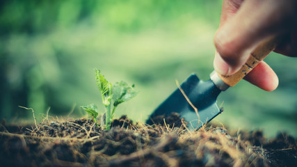 Fototapeta premium Tree planting equipment and Red bucket watering the plants over blurred green nature background.growing plant for save the earth concept.World environment day concept
