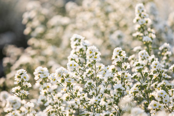 white cutter flower blooming in the garden may be used as background