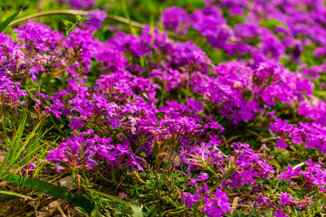 Obraz premium purple flowers in the garden