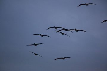 Pelican flying in the sky