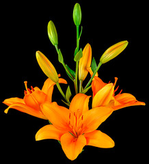 orange Lily buds on black