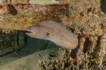 Moray eel Mooray lycodontis undulatus in the Red Sea, eilat israel