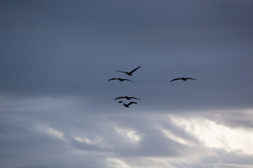 Pelican flying in the sky