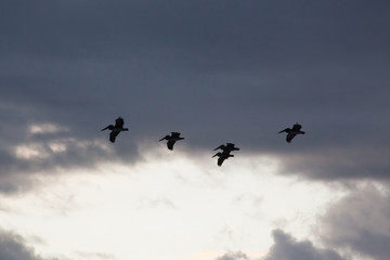Pelican flying in the sky