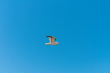 seagull in the sky
