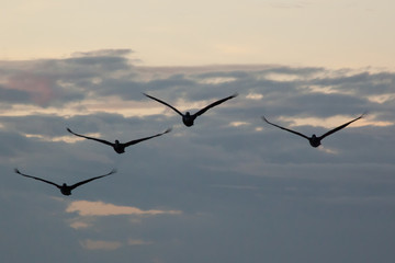 Pelican flying in the sky