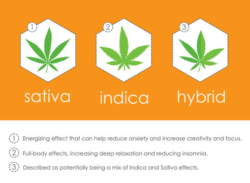 Cannabis Indica And Sativa Species Information Infographic