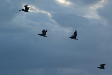Pelican flying in the sky