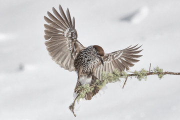 Closeup of the Eurasian nutcracker (Nucifraga caryocatactes)