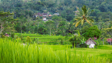 Fototapeta na wymiar Rice tarraces in Sidemen, Rainy clouds are moving down, Bali, Indonesia